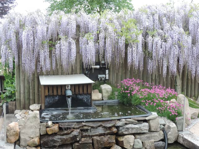 Wisteria 7