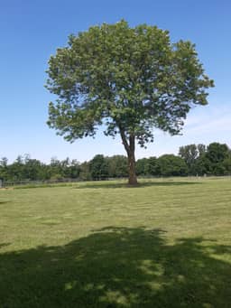 De Oude Es, Bocholt (Limburg) - foto 4