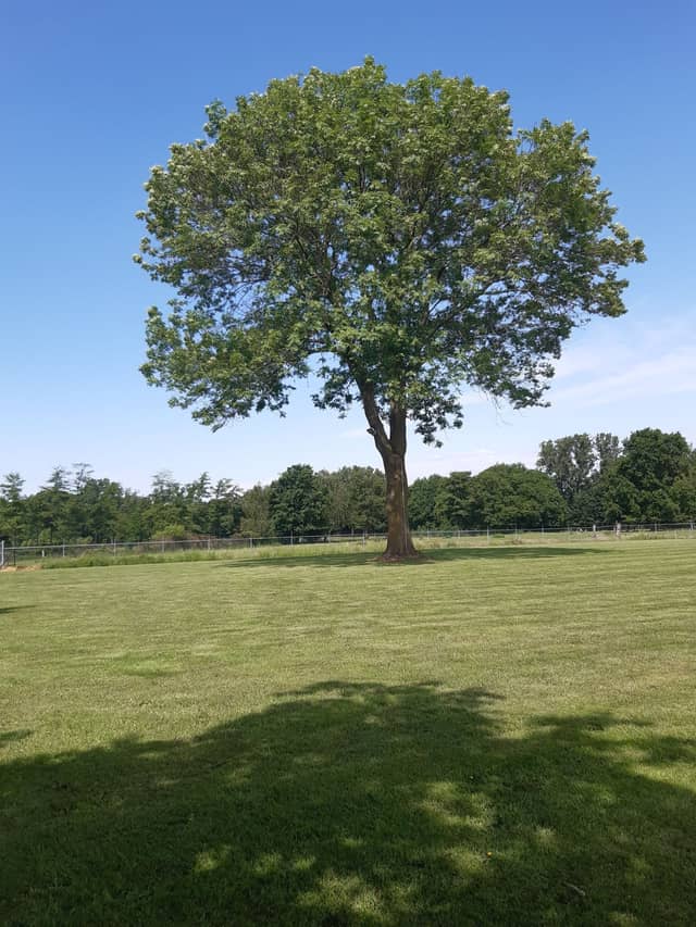 De Oude Es 4
