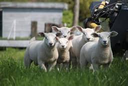 Sheela Farm, Reet - foto 38
