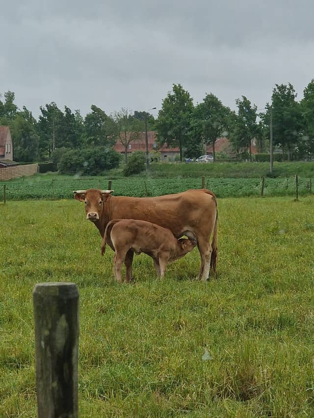 Hoeve 203 17