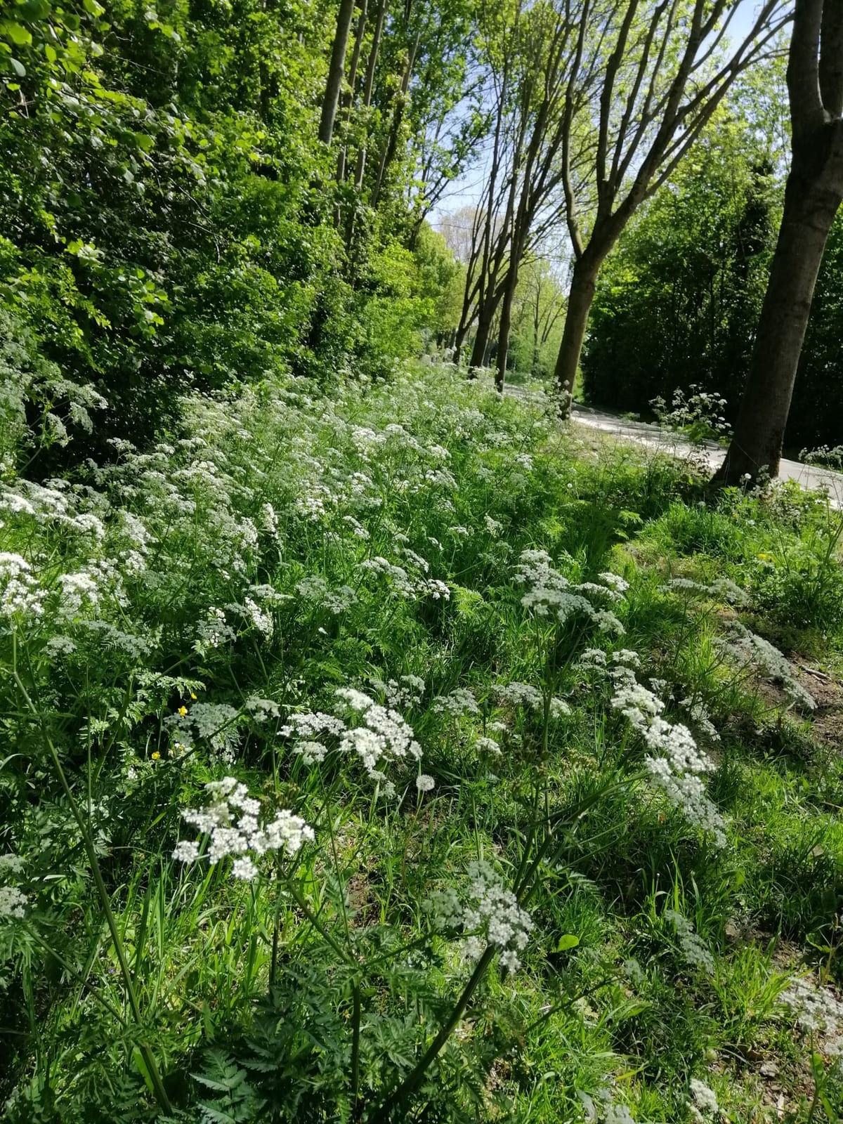 B&B Overnachten in Overasselt, photo 9, Overasselt (Rijk van Nijmegen)