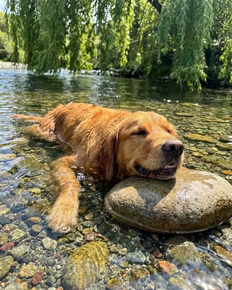 Honden welkom