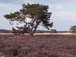 Tussen Hoog Buurlo en Hoenderloo, boom met heide op de Veluwe IMG 4345 2020-04-08 17.22.jpg
