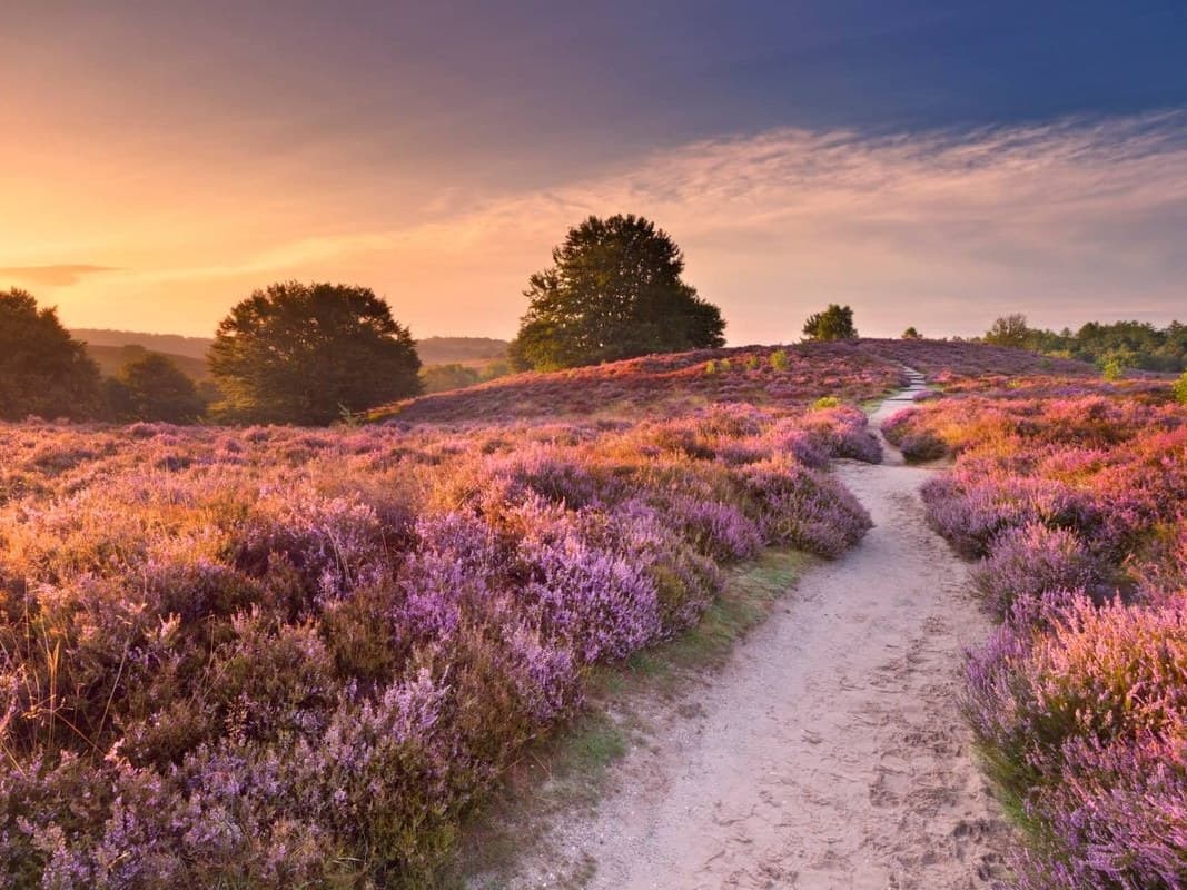 Veluwe