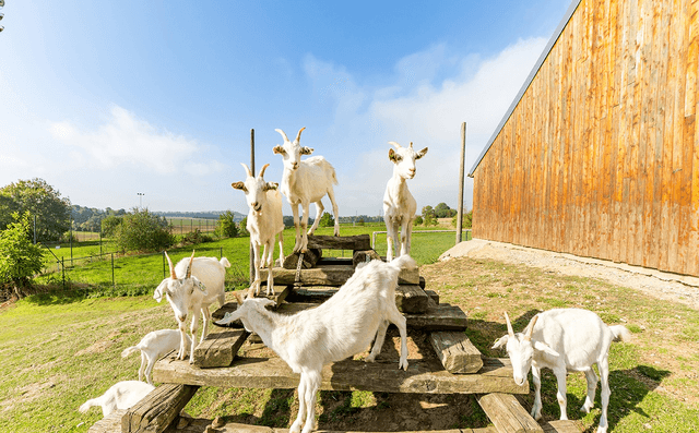 Le Grand Gite Des Petits Chevreaux 28
