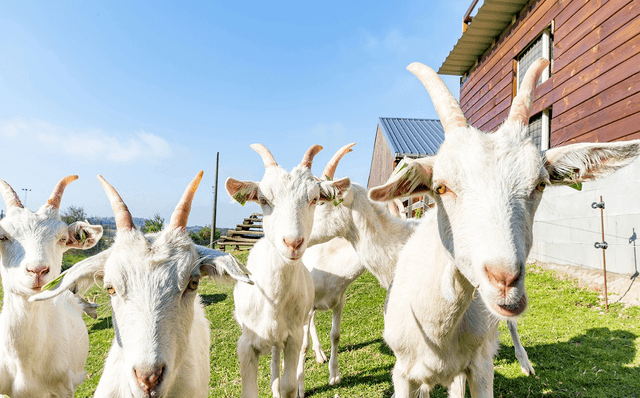 Le Grand Gite Des Petits Chevreaux 29